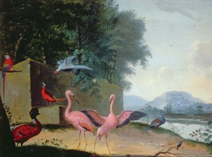 En samling af eksotiske fugle, inklusive flamingoer, papegøjer og en Lady Amherst Fasan